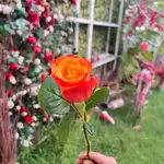 Single Flowers - Orange